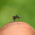 Mosquito Aedes aegypti pousado em dedo, representando a transmissão da dengue em crianças.