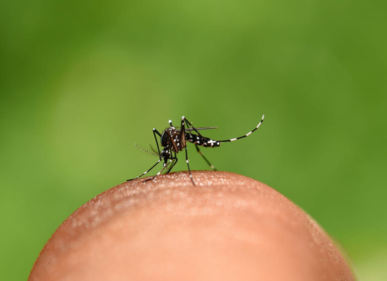 Mosquito Aedes aegypti pousado em dedo, representando a transmissão da dengue em crianças.